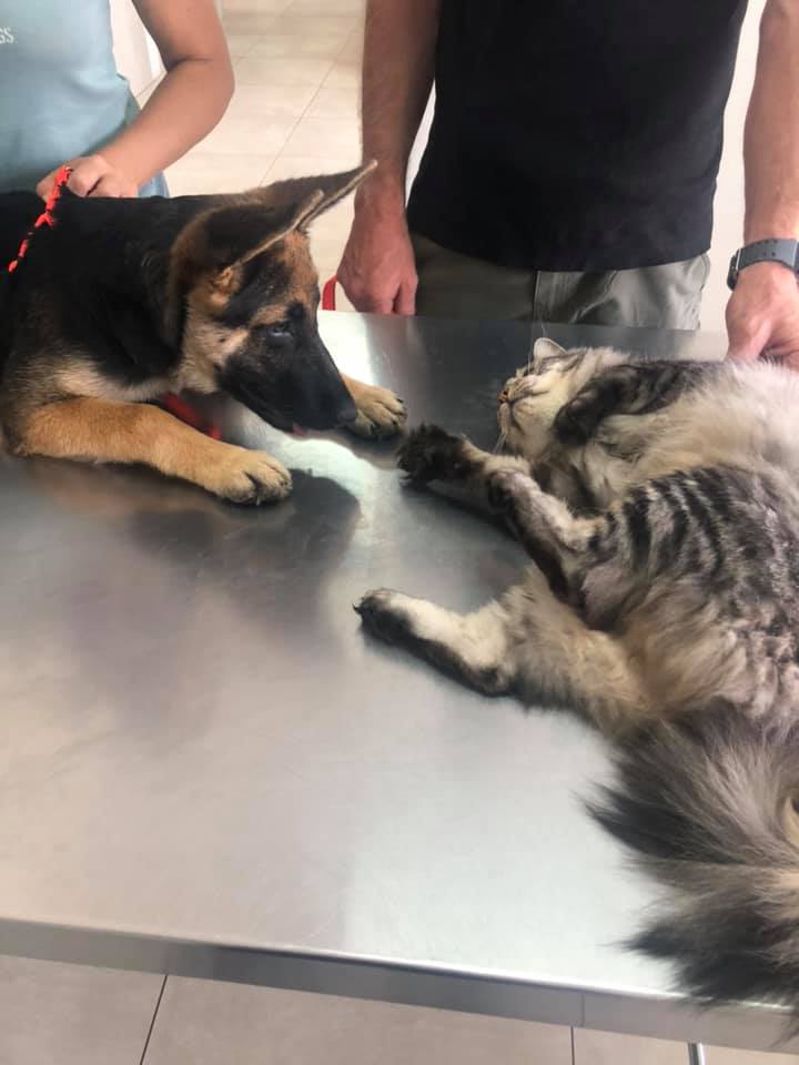 131896736_1052977721869496_3072891976702781973_n