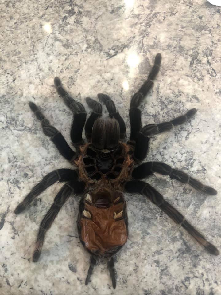 80395033_779806935853244_9083982631359479808_n