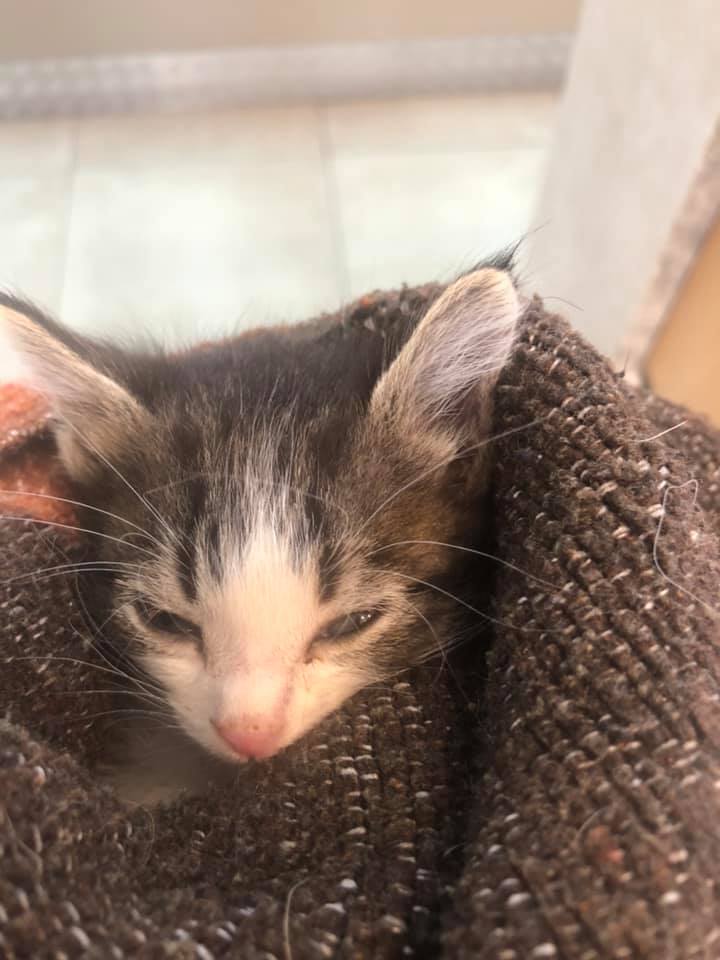 94883346_873126739854596_4645744494904344576_n