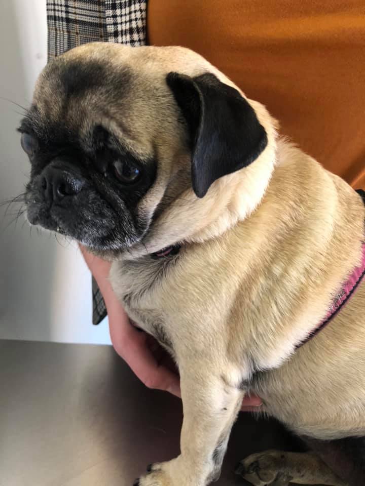 98980648_890472764786660_6691991520309936128_n